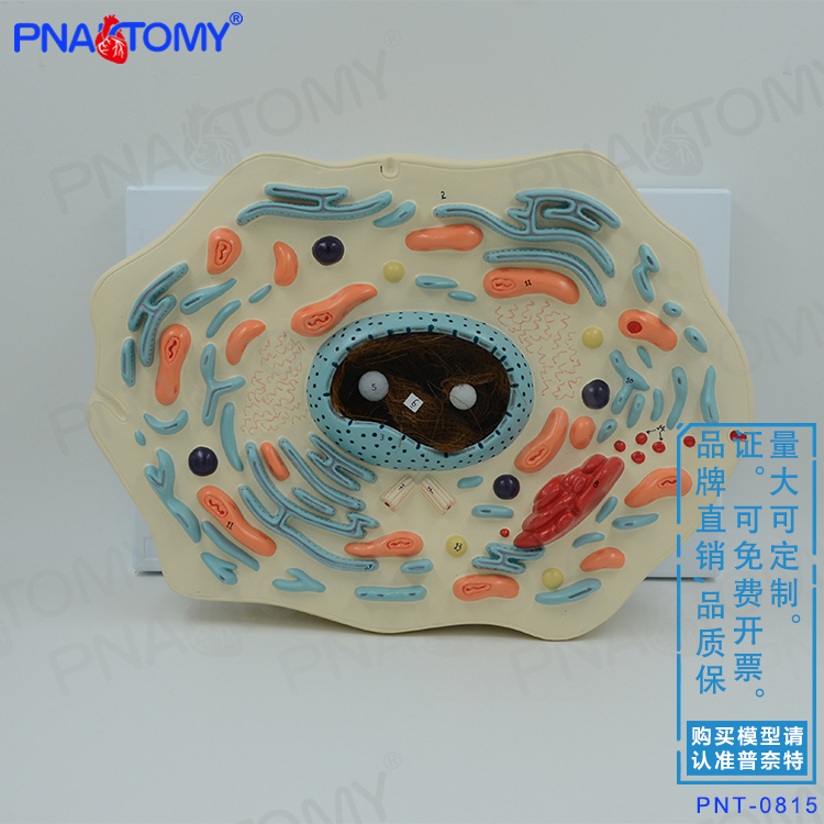 动物细胞模型动物细胞结构显微放大生物教学标本仪器细胞核细胞质 - 图0