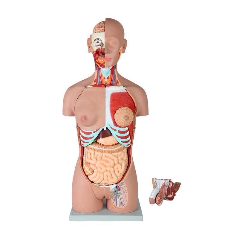 人体可拆卸医学解剖模型身体内脏器官结构躯干科普专业教学拼装-图3