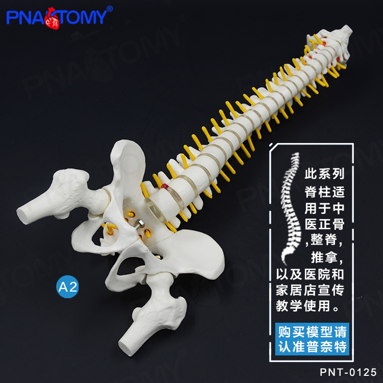 Pnatomy 人体脊柱模型人体脊椎医用正骨练习骨骼模型颈椎腰椎骨架 - 图1