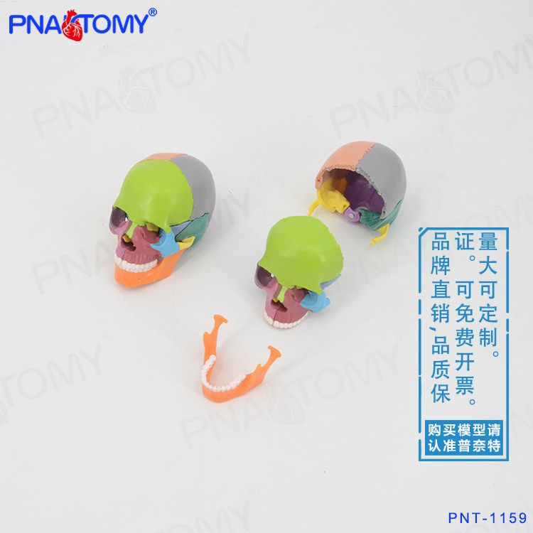 PNATOMY 彩色头骨模型医用牙科诊所教学用具可拆15部件头颅骨模型,淘宝优惠券,粉丝福利购,淘宝优惠卷