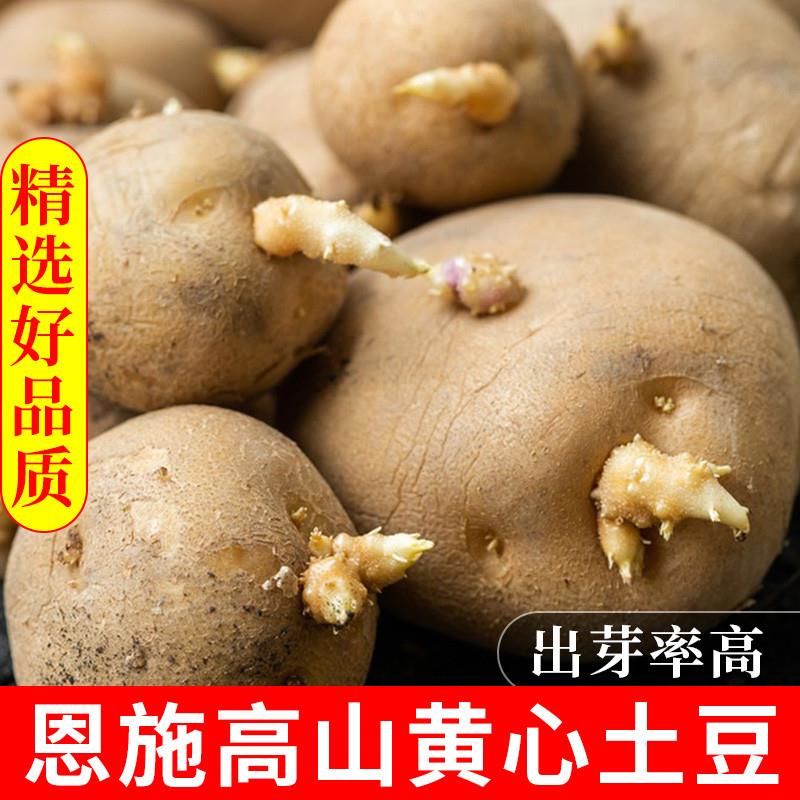 发芽土豆农家老品种恩施小土豆高山带芽秋士豆黄心马铃薯洋芋-图0