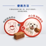 Сердце собаки внутренние собаки маленькие собаки 6 сорок бокс -собаки водители собак плюшевые собаки любимых собак с собаками