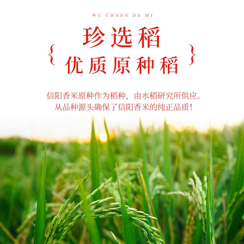 黄国粮业 信阳香米2.5KG 真空装 长米 宜做饭煮粥炒饭 1件装