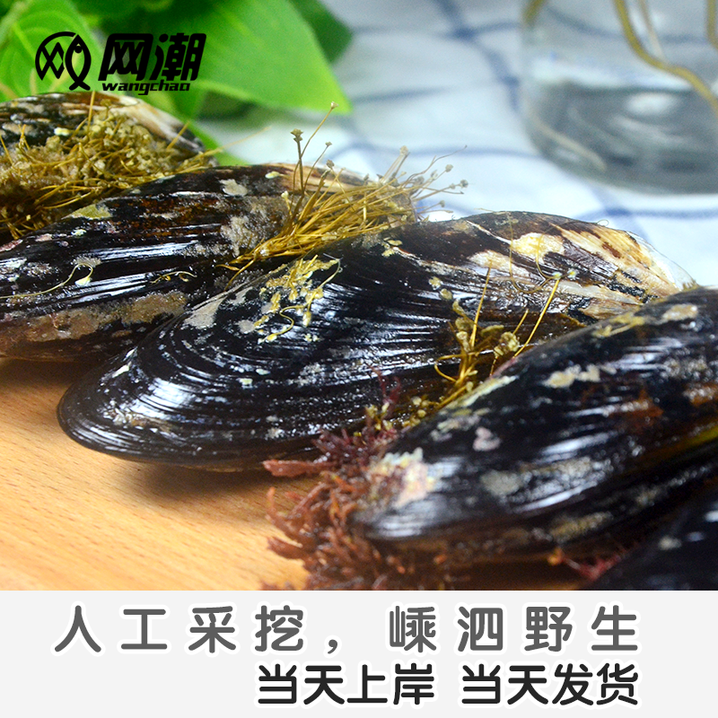 网潮舟山新鲜厚壳贻贝青口贝海虹鲜活野生大淡菜5斤装-图0