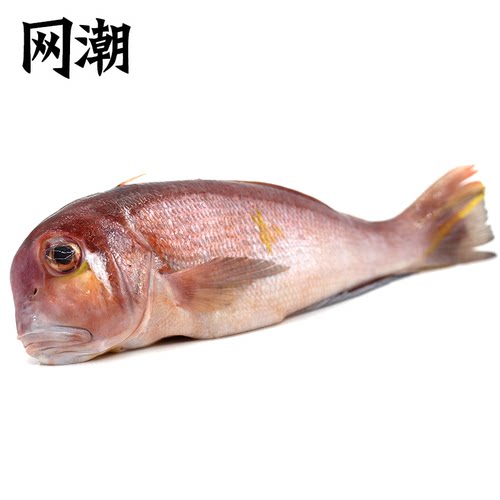 网潮舟山深海斧头鱼方头鱼新鲜海钓红马头鱼 特大赤甘鲷日料食材 - 图3