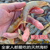 Zhanjiang fresh white shrimp