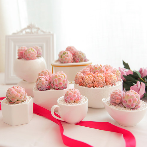 冰梅多肉植物组合盆栽小叶多肉老桩日系肉肉花大多肉群生冰莓多肉 - 图1