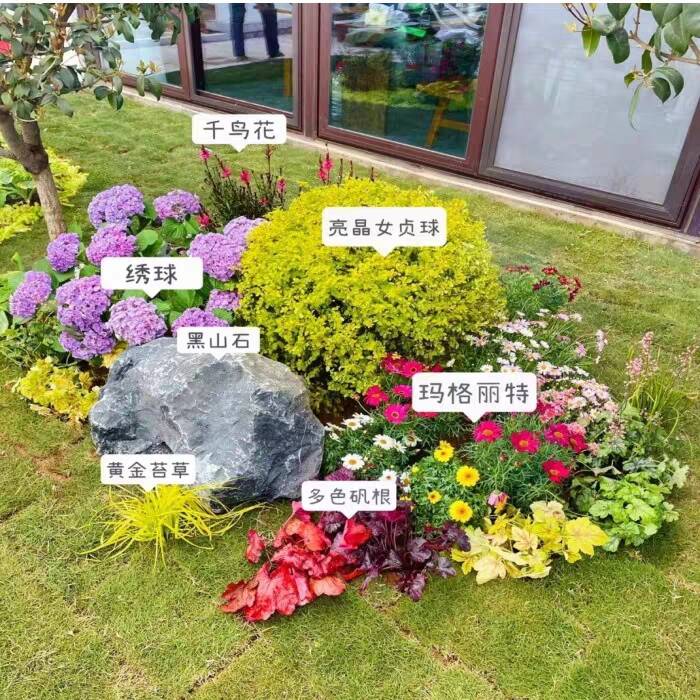 花园花镜植物亮晶女贞棒棒糖川滇蜡树小叶亮金女贞造型树多头老桩