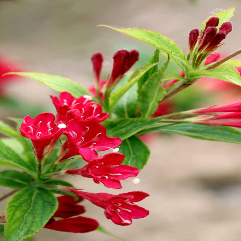 红王子锦带花苗五彩锦带花树盆栽别墅庭院耐寒绿化风景树四季开花-图3