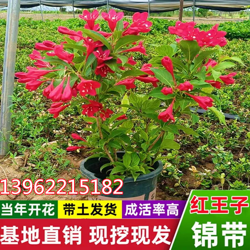 红王子锦带花苗五彩锦带花树盆栽别墅庭院耐寒绿化风景树四季开花-图2