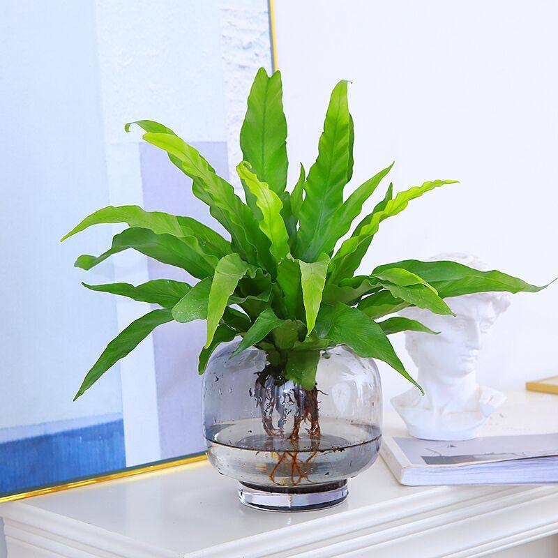 水培植物玫瑰竹芋苹果竹芋美丽竹芋鸟巢蕨室内桌面好养北欧风盆栽,淘宝优惠券,粉丝福利购,淘宝优惠卷