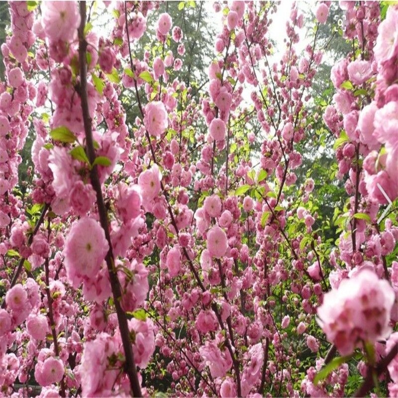 榆叶梅树苗重瓣丛生花树耐寒盆栽花卉阳台地栽庭院梅花树苗绿化苗 - 图3