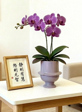 欧式高级感陶瓷花瓶摆件客厅插花蝴蝶兰文心兰石斛兰简约个性花盆