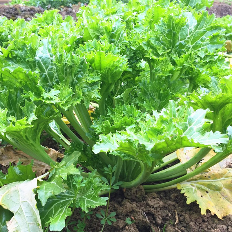 香芥叶菜种子美味香芥菜种籽特色小青菜四川春秋季农家田园蔬菜孑-图2