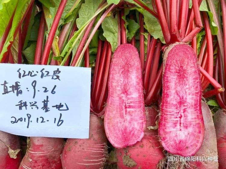 红心红皮萝卜种子略甜脆浅紫红萝卜种籽四川秋季农家田园蔬菜种孑 - 图0