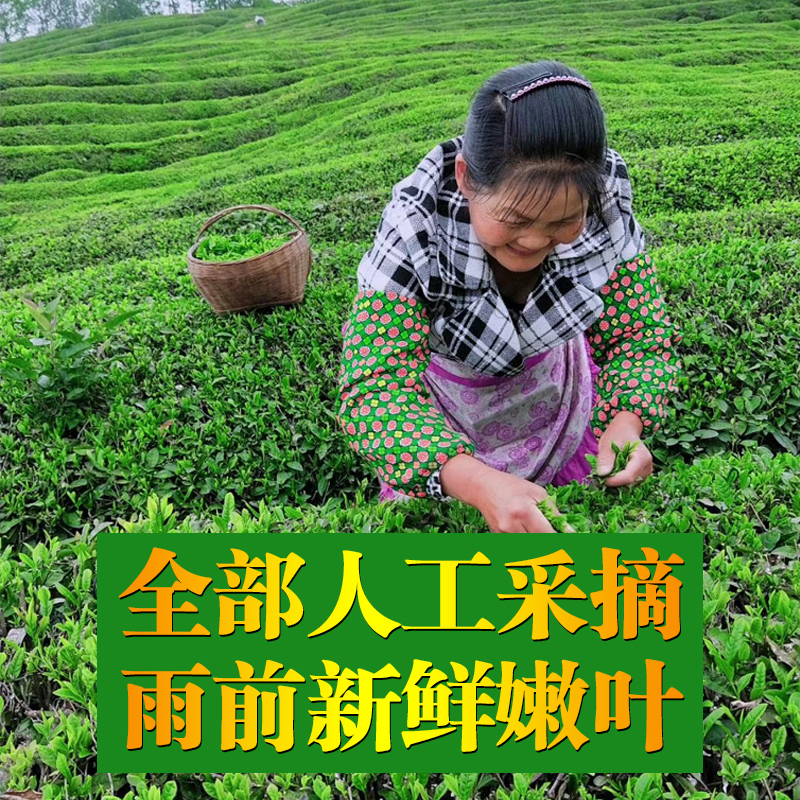 湖北保康绿茶2024新茶炒青襄阳春茶高山日照云雾茶叶浓散袋装500g - 图0