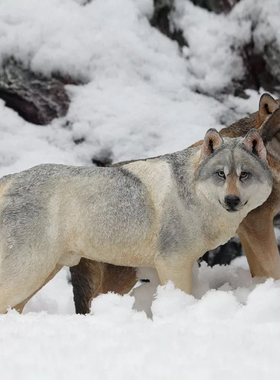Mr.Z 1/6草原狼高端模型仿真狼摆件动物饰品工艺品办公室树脂手办