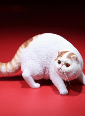 毛猫高端摆件仿真模型树脂