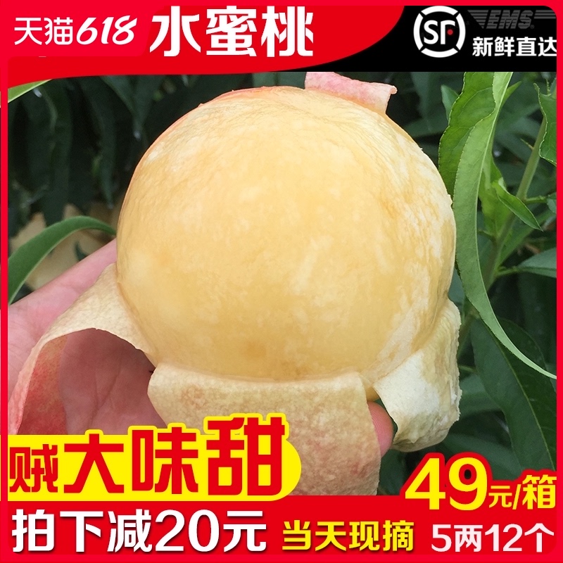 正宗大果]无锡阳山水蜜桃新鲜水果5两12装整箱当季现摘现发桃子