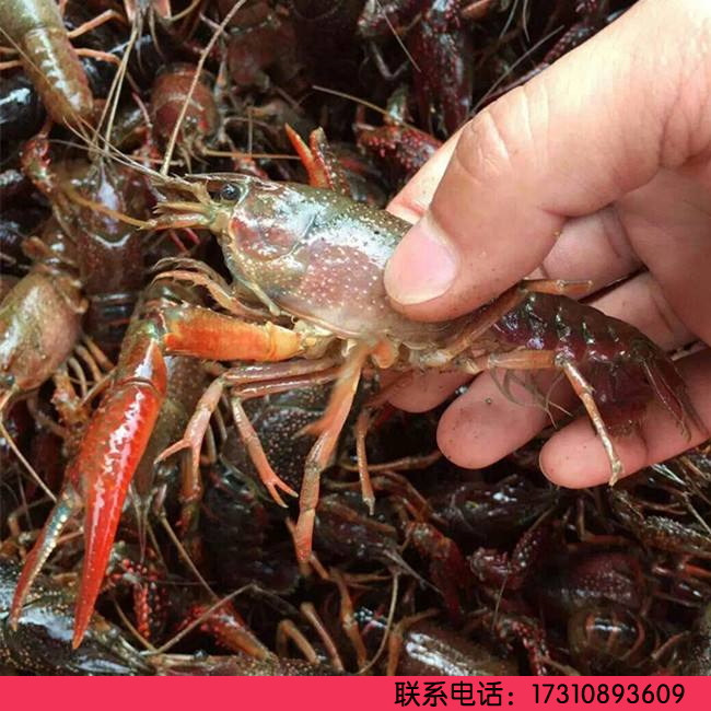 盱眙洪泽湖水产小龙虾苗 鲜活虾苗本地种虾养殖种苗繁殖淡水青虾