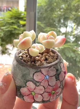 2号补充链接，拇指迷你小号多肉花盆手绘手工
