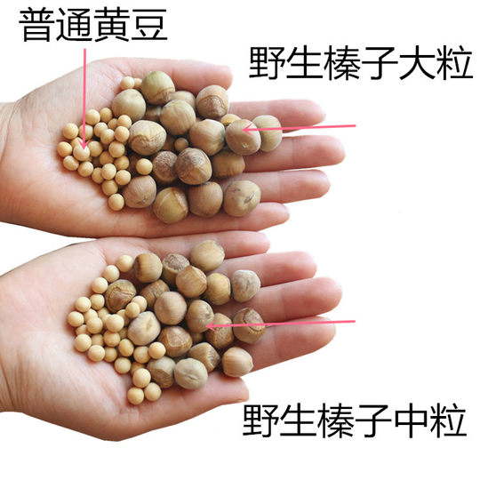 Северо-восточный Тилинг Свежие дикие маленькие фундуки 2025 года Специальные сухофрукты Сырые фундуки Орехи в больших количествах Сырые жареные фундуки