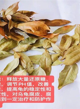 龙眼叶养龟治疗腐皮乌龟造景水族红色桂圆树叶子调节改善水质免煮