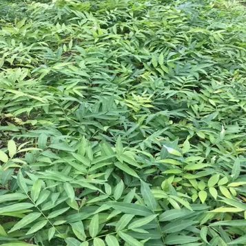 镇宅风水宝树阳台盆栽庭院植物无患菩提子小苗黄金树苗保平安 - 图0