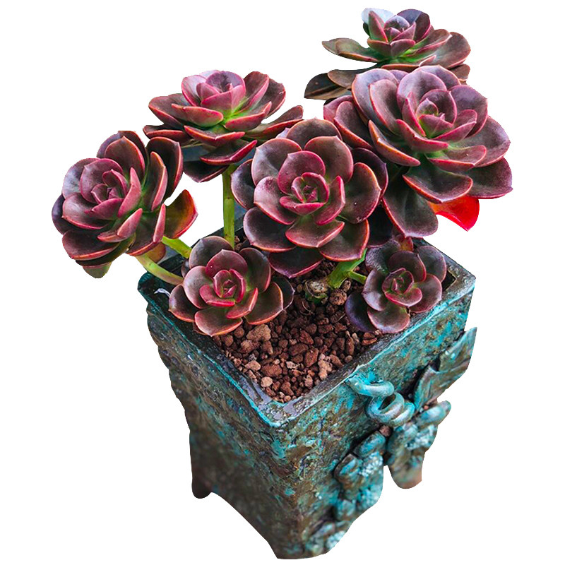 多肉植物室内盆栽大颗好养精品绿植 下单送营养土 泰曼旗舰店 淘优券