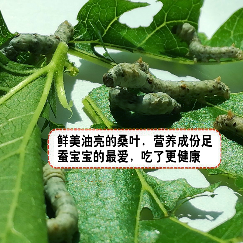 新鲜桑叶嫩现摘喂蚕送金丝蚕宝宝学生养蚕套装大叶桑树叶饲料蚕卵-图1