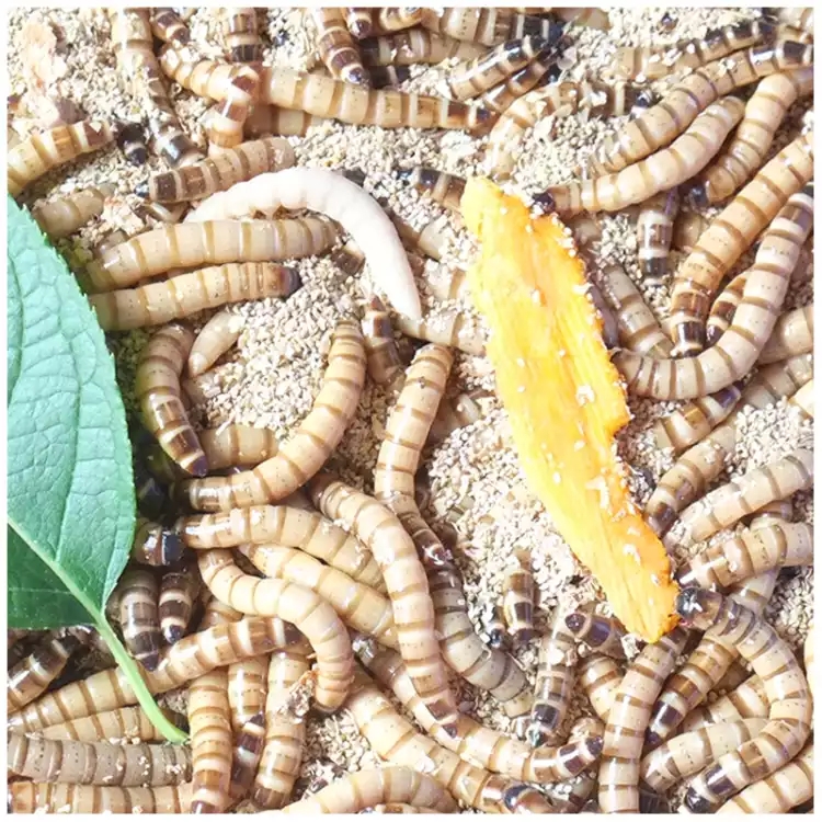 大麦虫佛山活体黄粉虫面包虫活虫八哥画眉鸟仓鼠蜥蜴宠物饲料鱼饵 - 图2