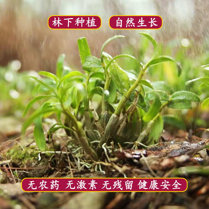 普仲旗舰店正品霍山米斛铁皮石斛枫斗干条特级龙头凤尾养生茶2