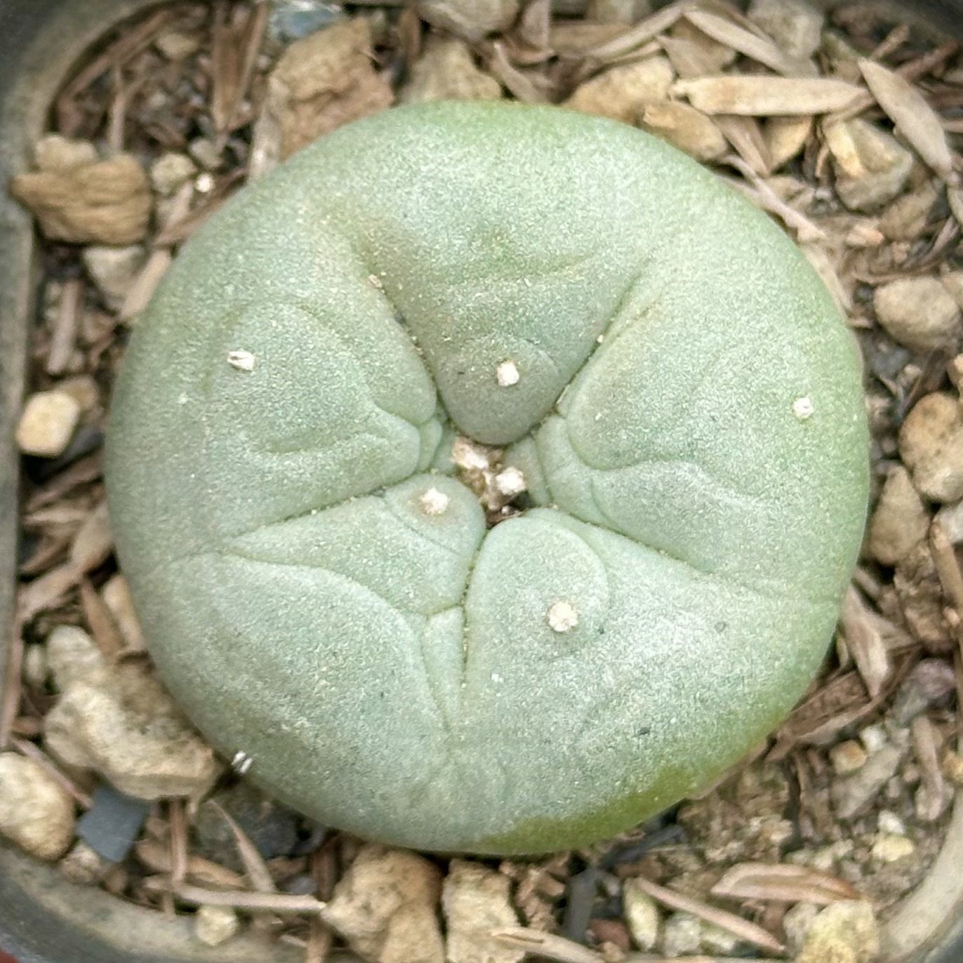 【七总】多肉，海鲜球，单头草球仙人球大颗防辐射开花一物一拍,淘宝优惠券,粉丝福利购,淘宝优惠卷