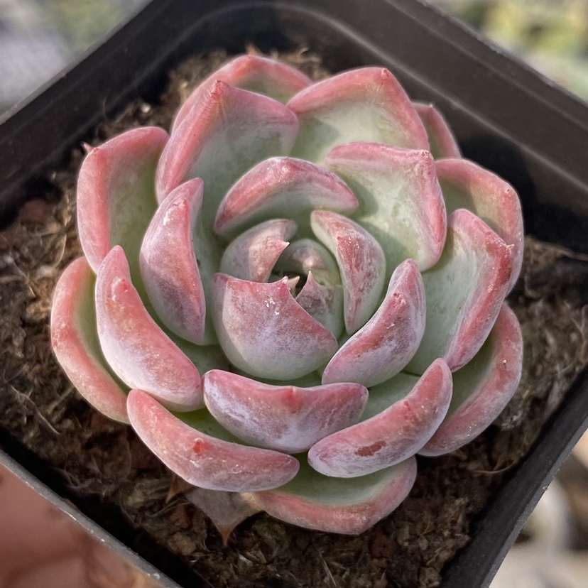 【七总】多肉，走量便宜好养乌木橙梦露桃蛋雪莲冰玉乌木女王量拍,淘宝优惠券,粉丝福利购,淘宝优惠卷