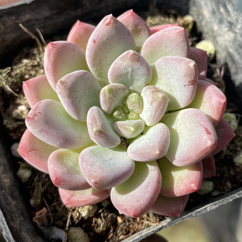 【七总】多肉，走量便宜好养乌木橙梦露桃蛋雪莲冰玉乌木女王量拍,淘宝优惠券,粉丝福利购,淘宝优惠卷