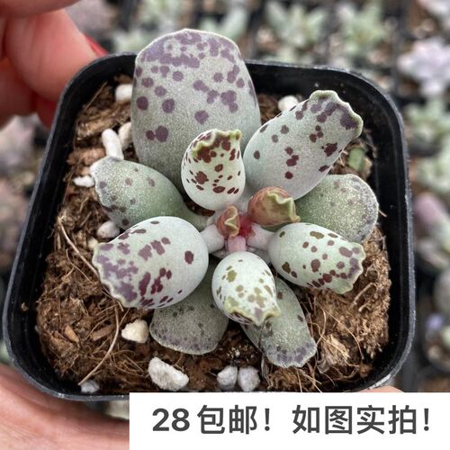 【七总】多肉，海豹，水泡群生白肌单头大颗，状态稀有美观便宜 - 图1