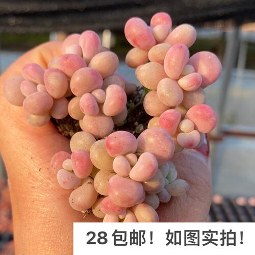 【七总】多肉桃蛋，桃之卵糖果丸叶命运小老桩群生状态稀有便宜 - 图3