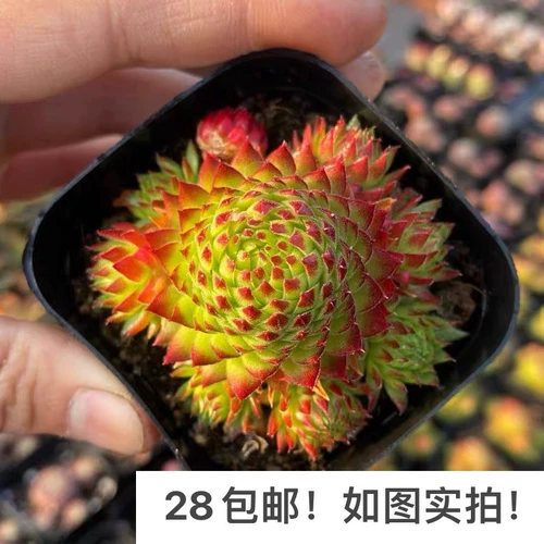 [Семь президента] Multi -flesh, Jin Sihuang, одиночная голова, плюшевое красное государство хорошо поддерживать старую кучу