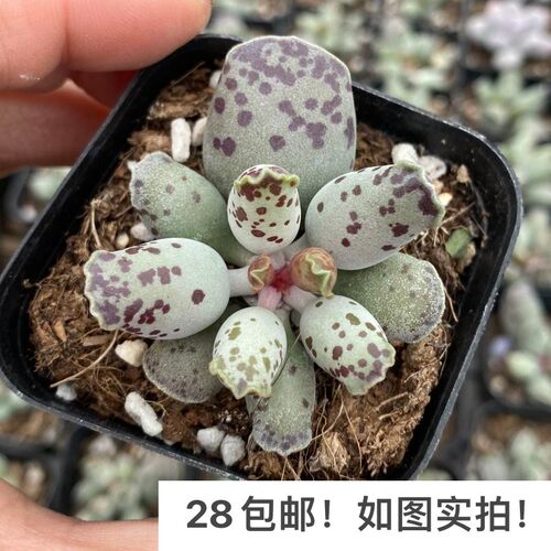 【七总】多肉，海豹，水泡群生白肌单头大颗，状态稀有美观便宜 - 图2