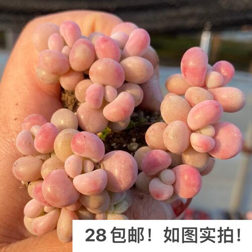 【七总】多肉桃蛋，桃之卵糖果丸叶命运小老桩群生状态稀有便宜 - 图1