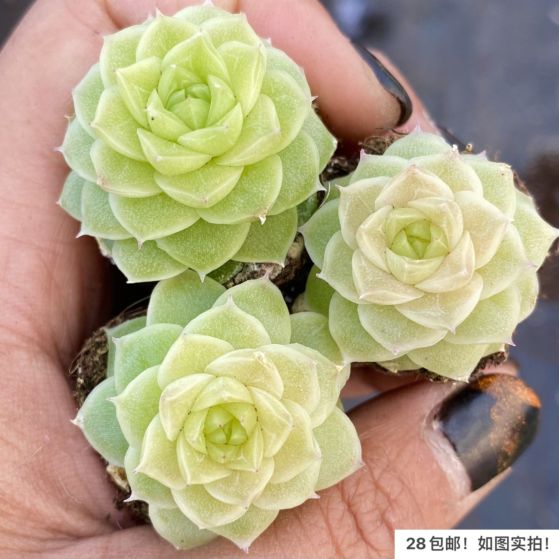 【七总】新品杂交个体麦秆女王冰玉白杂暗纹糖心独家培育巫拉拉,淘宝优惠券,粉丝福利购,淘宝优惠卷