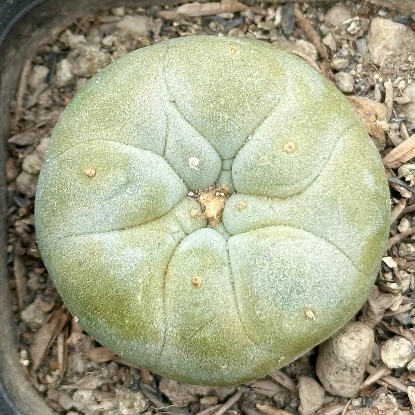 【七总】多肉，海鲜球，单头草球仙人球大颗防辐射开花一物一拍,淘宝优惠券,粉丝福利购,淘宝优惠卷