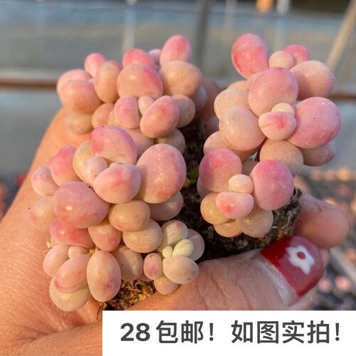 【七总】多肉桃蛋，桃之卵糖果丸叶命运小老桩群生状态稀有便宜 - 图2