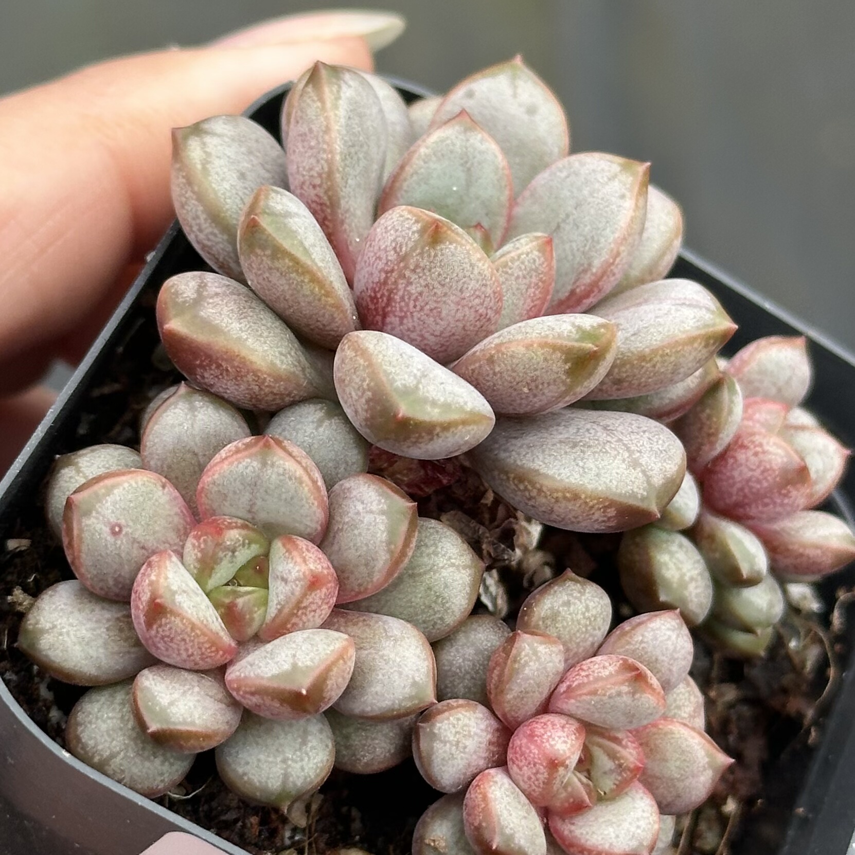 【七总】多肉，葡萄，单头群生老桩群生状态稀有好养便宜一物一拍,淘宝优惠券,粉丝福利购,淘宝优惠卷