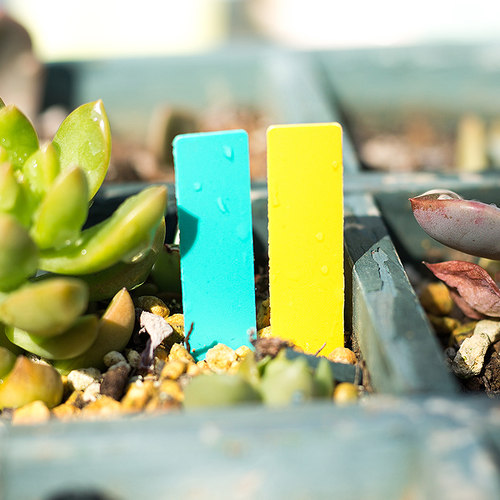 100片多肉标识牌塑料防水插签一字牌园艺植物标签花卉牌苗木记号 - 图1