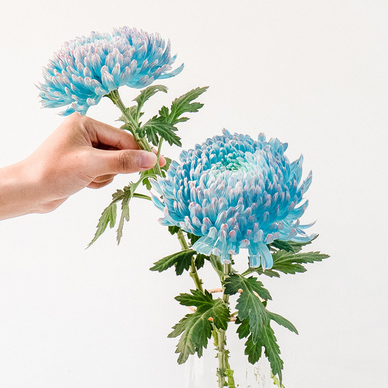 青花瓷牡丹菊粉色牡丹菊鲜花云南基地直发水养瓶插花吸色,淘宝优惠券,粉丝福利购,淘宝优惠卷