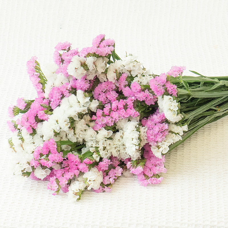 勿忘我干花云南昆明基地直发天然风干真花大花束装饰插花客厅摆设 - 图1