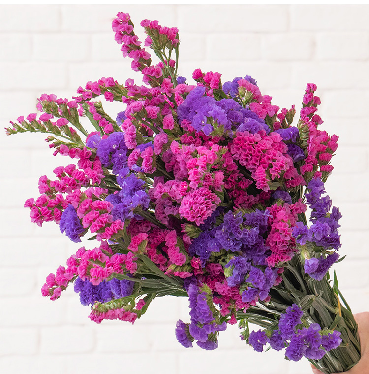 勿忘我干花云南昆明基地直发天然风干真花大花束装饰插花客厅摆设 - 图3