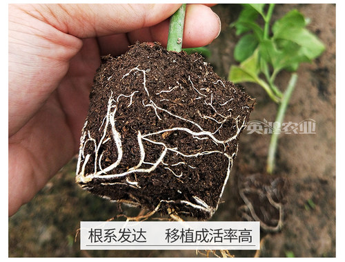 广西百香果苗纯香甜黄金百香果树钦蜜9号嫁接苗当年四季不断结果 - 图1