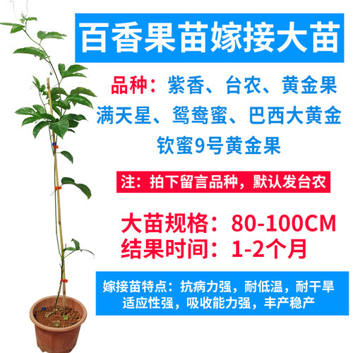 广西百香果苗纯香甜黄金百香果树钦蜜9号苗嫁接苗爬藤盆栽四季 - 图0